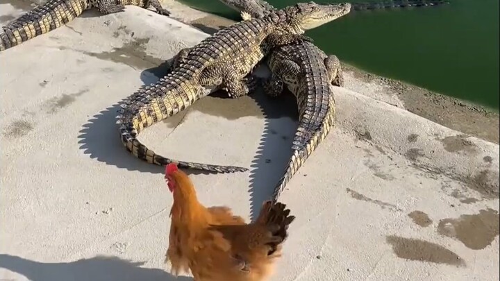 Anh Gà: Tiểu cá sấu, mày dám động vào anh Khôn của mày à?