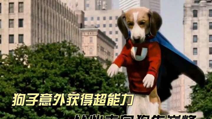 “Super Dog Mission”: The pup unexpectedly gains superpowers and rises to the pinnacle of canine succ
