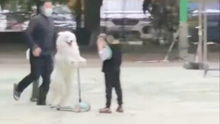 يتوافق تمامًا مع الصورة النمطية التي أحملها عن كلاب سامويد