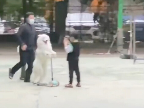 很符合我对萨摩耶的刻板印象