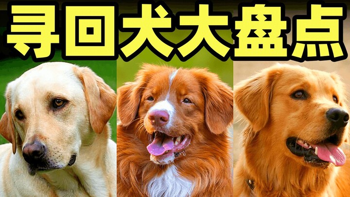 Anjing penuntun jenis apa saja yang termasuk dalam keluarga anjing penuntun, seperti golden retrieve