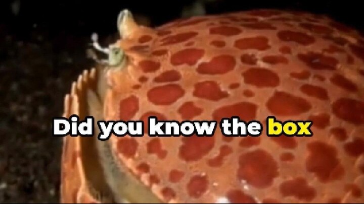 Box Crab: The Sand-Digging Shield of the Seafloor