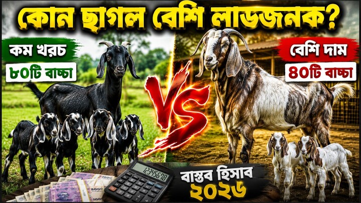 ব্ল্যাক বেঙ্গল বনাম যমুনাপারি | কোন ছাগলে লাভ বেশি? বাস্তব হিসাব ২০২৬