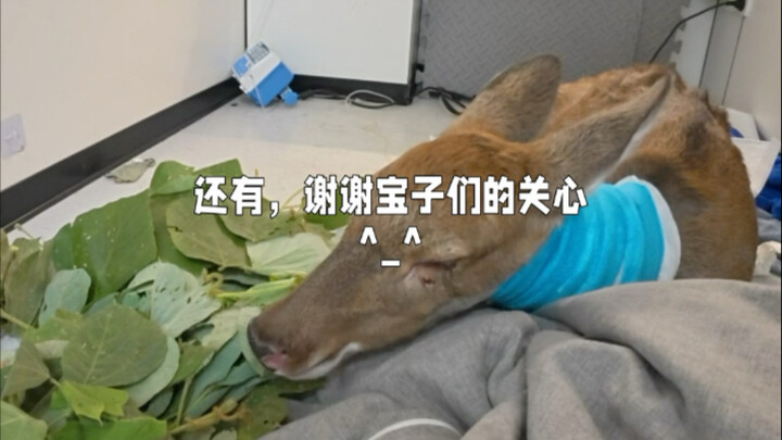 تعافَي سريعًا... (مُحرَّر بواسطة الهاتف المحمول، أرجو تفهُّم الجميع)