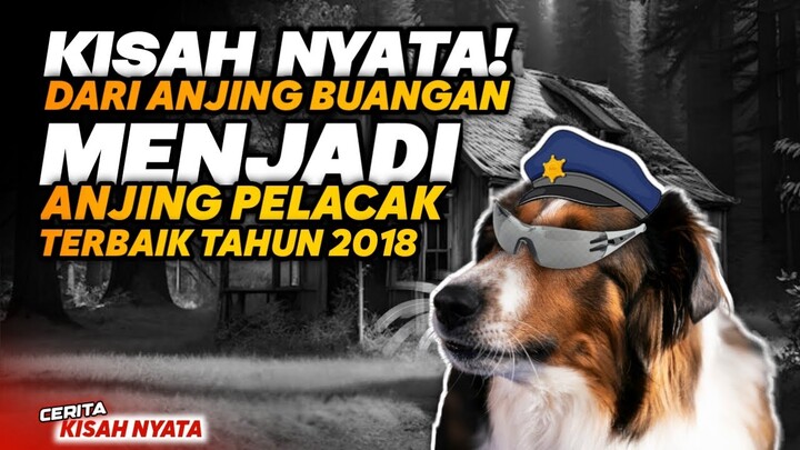 KISAH NYATA❗ Anjing Penampungan Yang Menjadi LEGENDA! alur cerita film