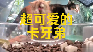 ماما ماما، بطل تبصي للوحوش الجميلين، تعالي ساعدني بسرعة!