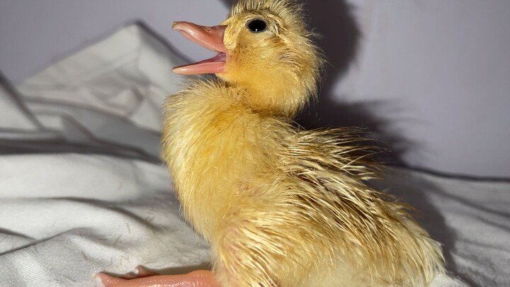 The Call Duck baby’s dozing off—could they be dreaming?
