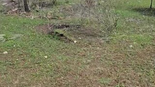 [玫瑰][猪头][礼物]祝福两字很简单，[玫瑰][红包][Fireworks]持久坚持不平凡。[玫瑰][爱心][太阳]心中有你才问候，[玫瑰][福][Party]发自肺腑祝平安。[玫瑰][蛋