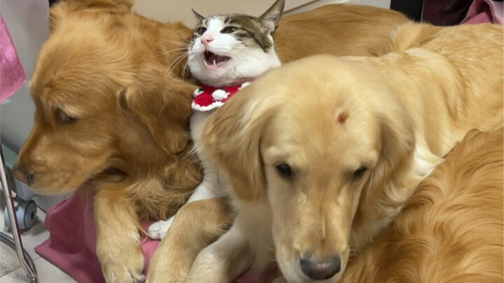 ทุกวันแย่งกันจองบ้านหมาสนุกสุดๆไปเลย!