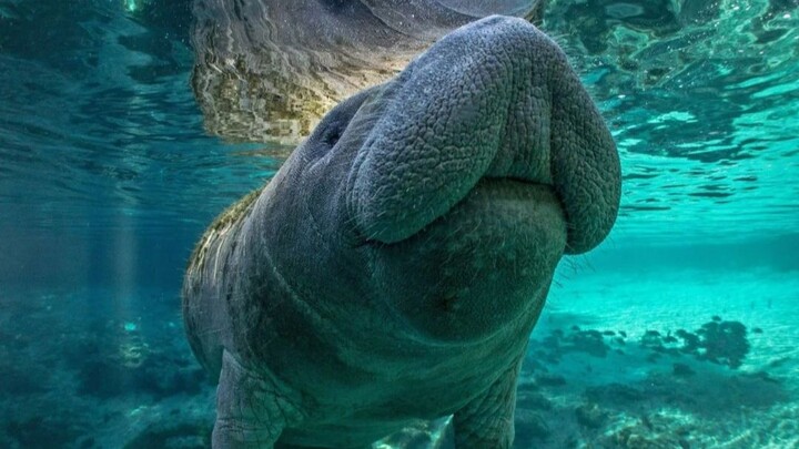 Evolusi selama jutaan tahun, hidup berdampingan dengan manusia.