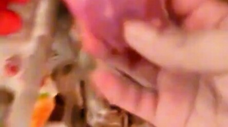 Đây thực sự là đồ ăn được con người tiêu thụ sao?