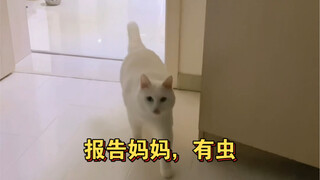 Kucing: Bu, aku punya serangga, tolong bantu aku (versi lengkap)