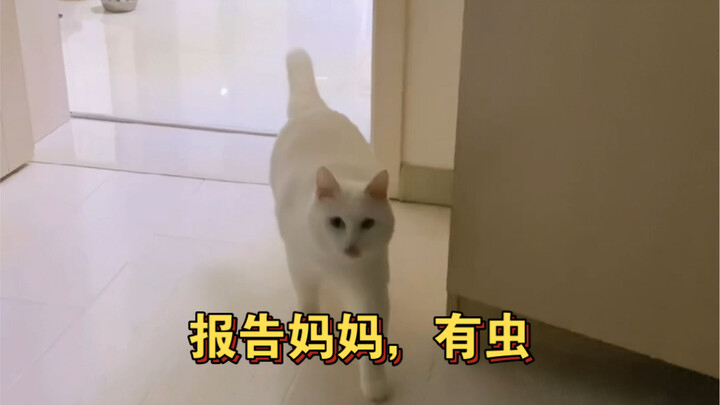 Cat: Mom, I have a bug, please help me (full version)