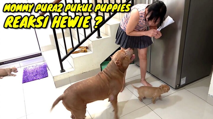 HEWIE PITBULL MARAH ! MOMMY PURA2 PUKUL PUPPIES #hewiepitbull