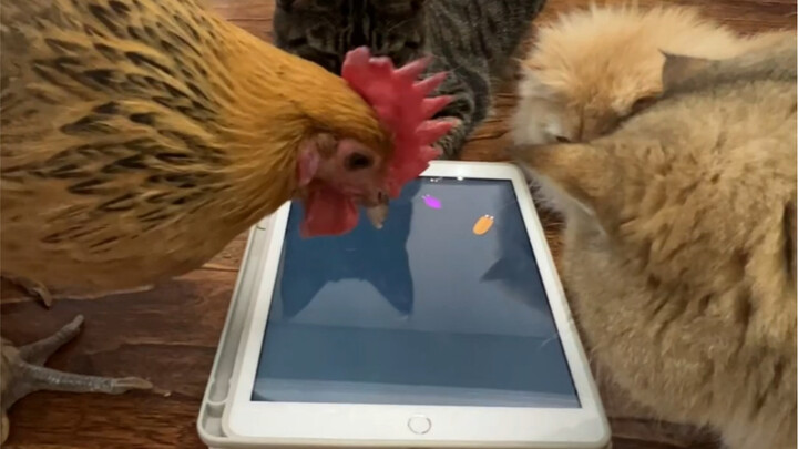 Shengnan: A bunch of weaklings