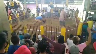 win white leg dalusapi
