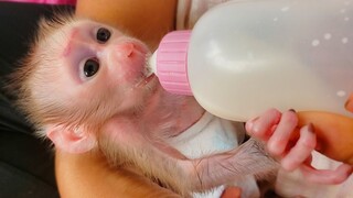 Tiny adorable Luca is so happy drinking milk at Mom's comfort, He's better skill drinking milk