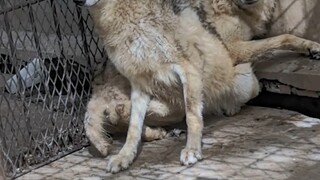 给狼送鸡吃了，它们激动的不行，感动的不要不要的!