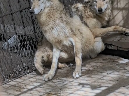 给狼送鸡吃了，它们激动的不行，感动的不要不要的!