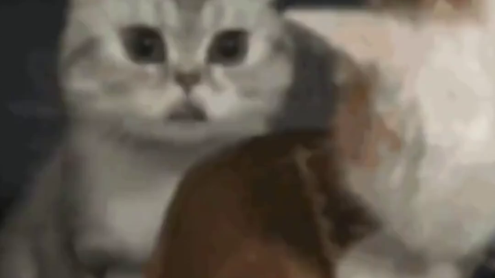 “Membongkar Kandang Anjing Memicu Krisis Kabur dari Rumah, Kepiluan dan Kejutan Si Anak Anjing”