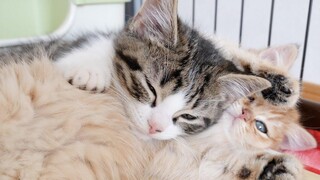 Coco & Mimi จีบกันในโลกของแมวสองตัว