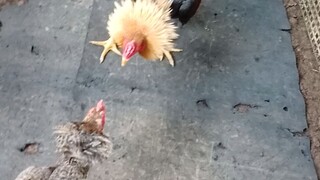 pumpkin vs bulik binabae