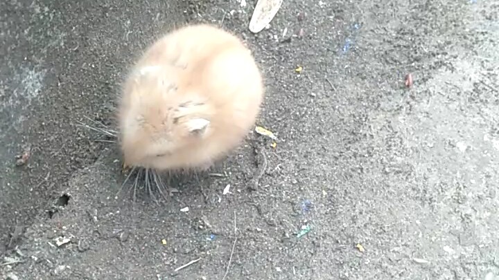 Menemukan bola bulu misterius yang imut di tepi jalan, ada yang tahu ini apa?