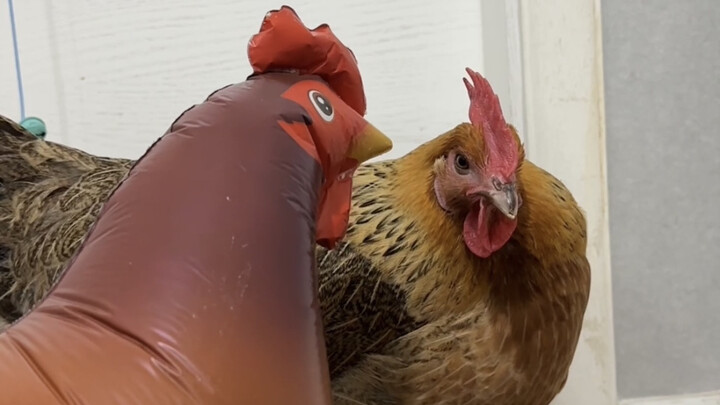 Who would raise chickens at home, anyway?