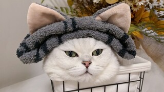 My cat took 5 years to shoot this video, and all the funny parts are in it!