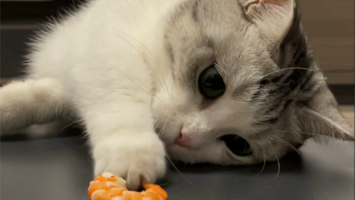 猫：不给我吃！还笑我？