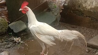 gwapong manok guys 4months old palang mga idol