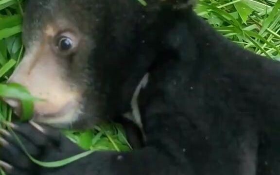 【Gấu】Gấu lợn con bị mèo đánh, mặt mũi đầy vẻ ấm ức!!