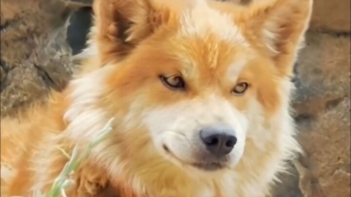 للوهلة الأولى، خفق قلبي عندما رأيت داهوانغ وظننت أنني وقعت في الحب!