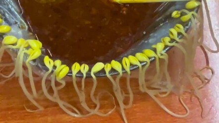 مين اللي حطّ رشات الفاصوليا بتاعتي وشنقها على...؟