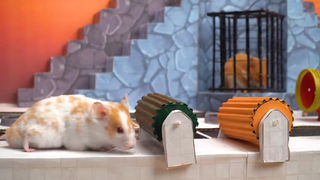 ภารกิจของหนูแฮมสเตอร์ EP 229