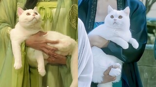 مضحك! ممثلة تُدعى ماو، لم تكن بحاجة إلى بديلة لتحافظ على وفائها للأصل، أكلت كثيرًا لدرجة أنها بدت كق