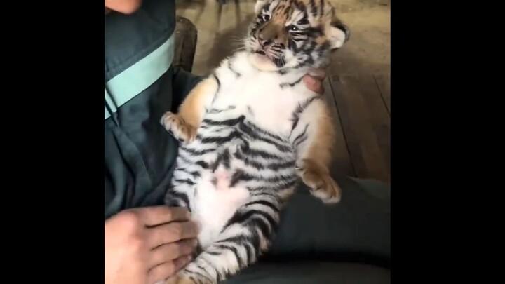 Such a cute big cat—I could pet it all day!