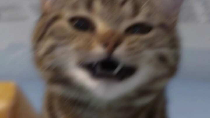 Handsome Cat