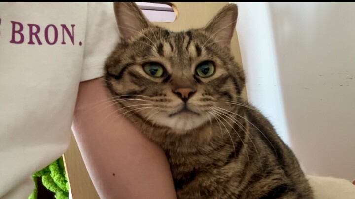 พอเจ้าเหมียวได้ยินคุณแม่ชม มันก็พุ่งเข้าไปแนบตัวคุณแม่ ขี้อ้อนสุดๆ เลย!