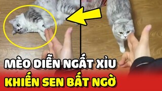 Cô gái bất ngờ phát hiện Mèo nhà mình biết diễn trò NGẤT XỈU 😂 | Yêu Lu