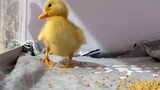 The Call Duck Got a Cute Name 3 Days After Birth