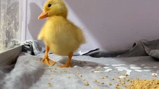 The Call Duck Got a Cute Name 3 Days After Birth