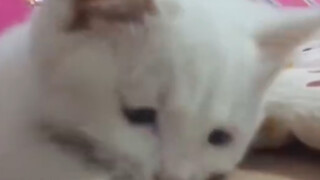 A cat fainting from hunger