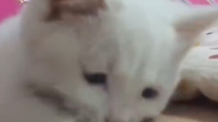 قطة متعبة من الجوع