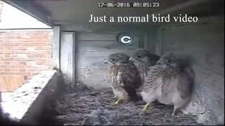 a normal bird video