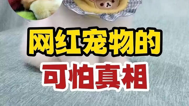 أنا لا أريد حتى الحصول على هذه الحيوانات الأليفة المشهورة عبر الإنترنت مجانًا!