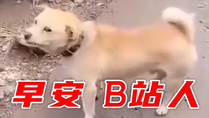 Good morning, people from Bilibili!