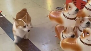 "Have you ever risked your life for another dog in your entire life?"