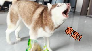 二哈想吃饭，主人却给它吃泡椒，气得二哈骂骂咧咧！