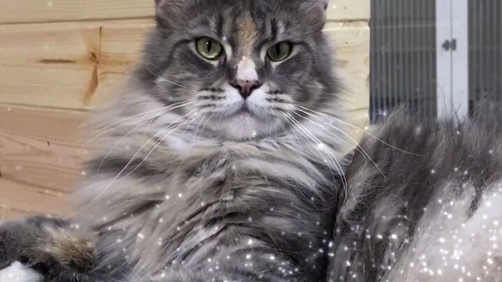 Tại sao mèo Maine Coon sinh con mà cứ như mở hộp quà bí mật vậy!